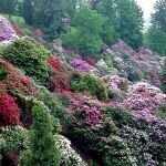 Burcina - rododendri